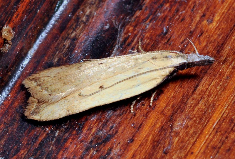 1 Gelechiidae - Dichomeris limosellus